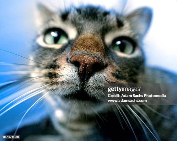 close up kitty - snout stock pictures, royalty-free photos & images