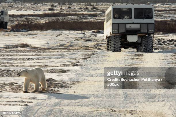 polar walking - tundra buggy foto e immagini stock