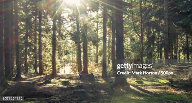 Aruwimi Photos and Premium High Res Pictures Getty Images