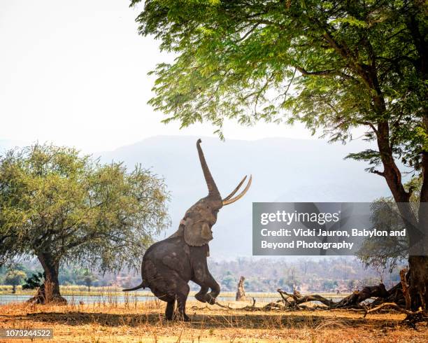 african elephant boswell on two feet at mana pools, zimbabwe - zimbabwe stockfoto's en -beelden