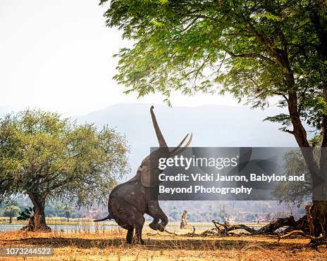African Elephant Boswell on Two Feet at Mana Pools, Zimbabwe African Elephant Boswell on Two Feet at Mana Pools, Zimbabwe