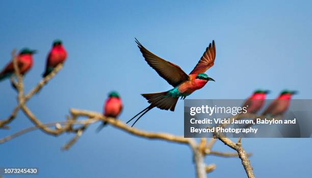 group of carmine bee eaters along zambezi river in mana pools, zimbabwe - majestic bird stock pictures, royalty-free photos & images