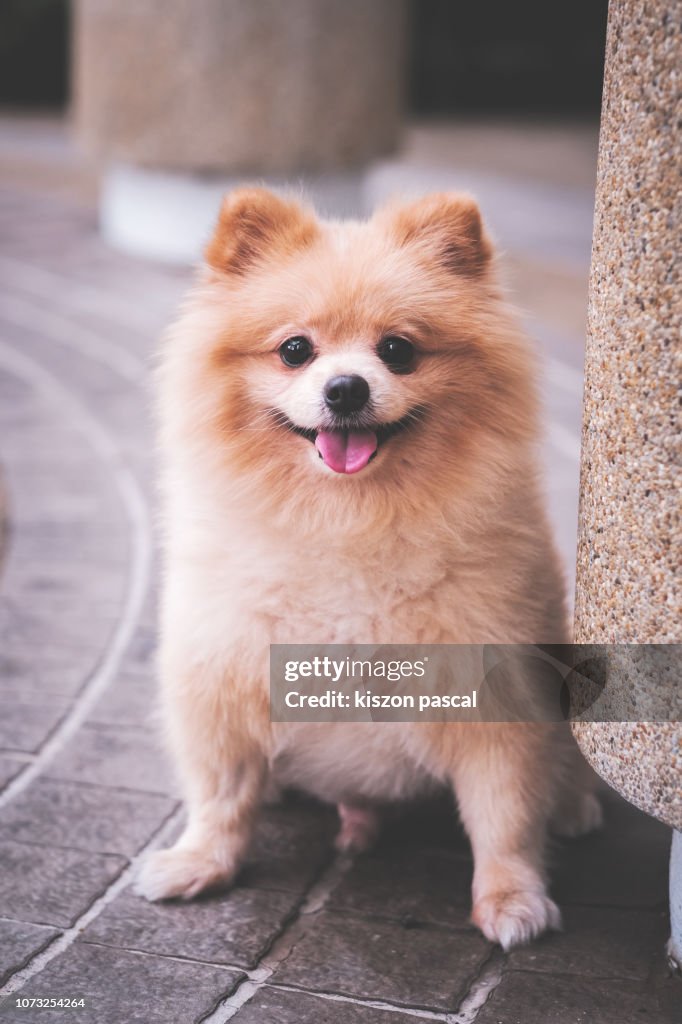 Portrait of a cute Pomeranian dog in street