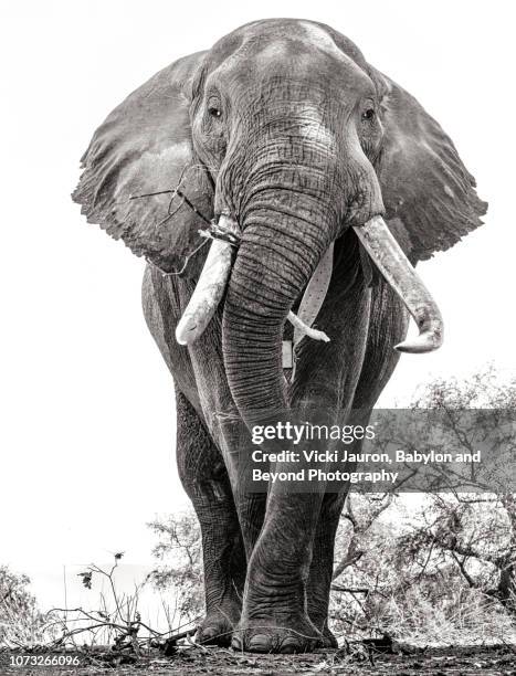 a portrait of an african elephant named boswell at mana pools, zimbabwe - tiere schwarz weiss stock-fotos und bilder