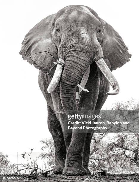 a portrait of an african elephant named boswell at mana pools, zimbabwe - elephant head bildbanksfoton och bilder