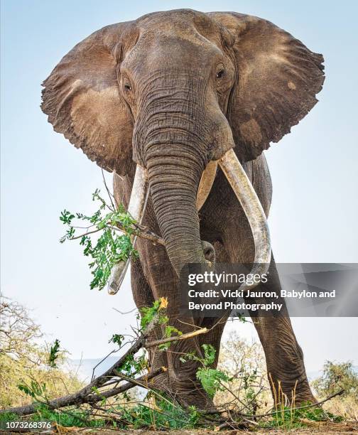 full frame of boswell the african elephant at mana pools, zimbabwe - african elephant stock pictures, royalty-free photos & images