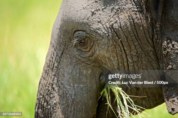 grazende olifant - olifant fotografías e imágenes de stock