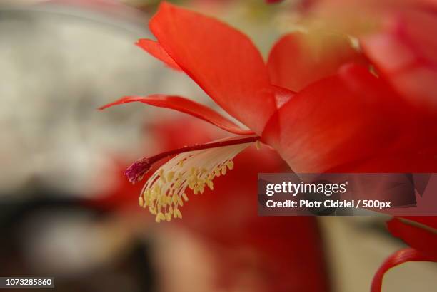 schlumbergera truncata - schlumbergera truncata stock pictures, royalty-free photos & images