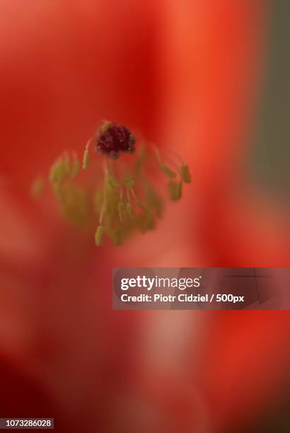 schlumbergera truncata - schlumbergera truncata stock pictures, royalty-free photos & images