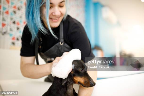 groomer washing small dog in pet salon - animal groomer stock pictures, royalty-free photos & images
