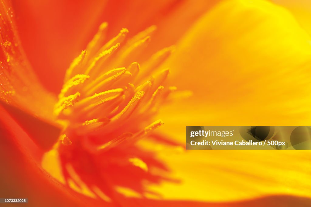 Intense yellow