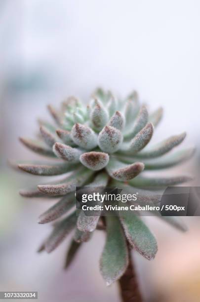 the velvet of a succulent - viviane caballero stock pictures, royalty-free photos & images