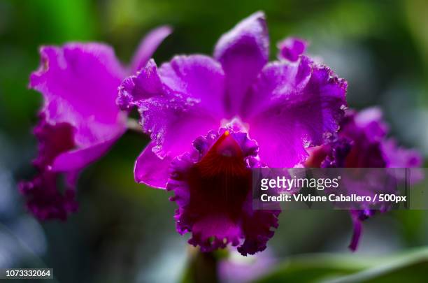 orchid - viviane caballero stock pictures, royalty-free photos & images