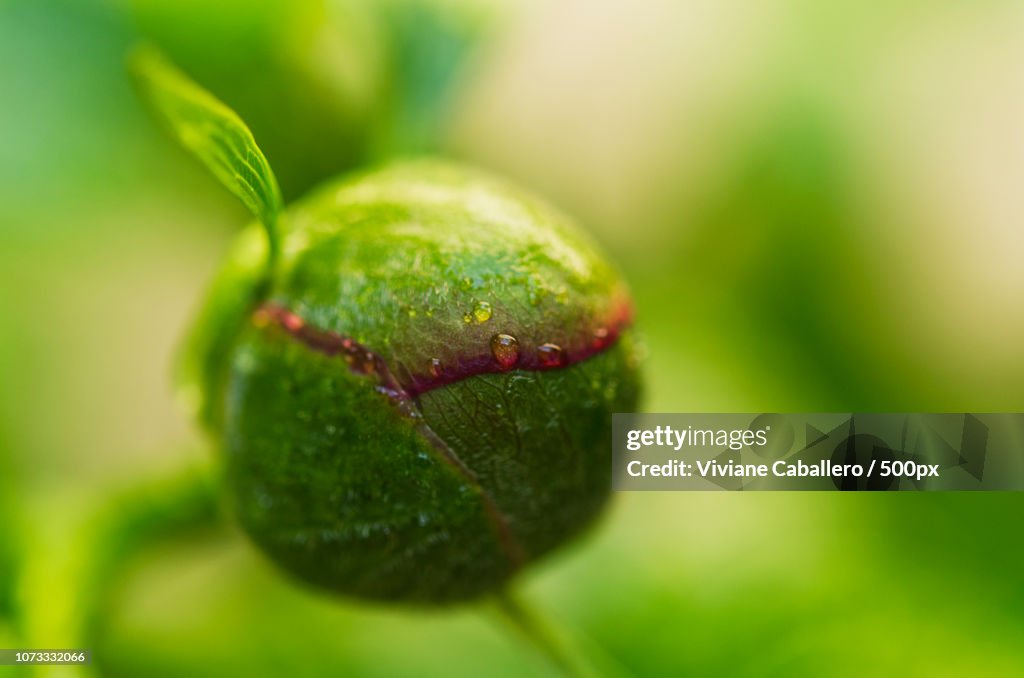 Drop of water on peony bud