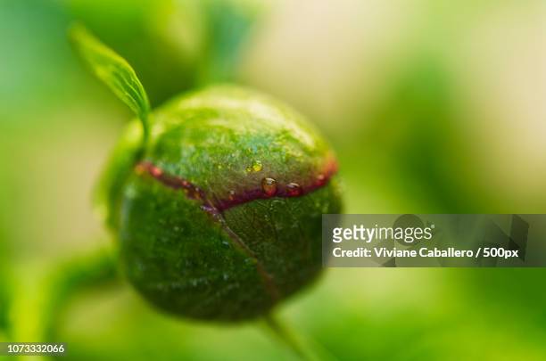 drop of water on peony bud - viviane caballero stock pictures, royalty-free photos & images