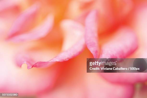 macro on rose petals - viviane caballero stockfoto's en -beelden