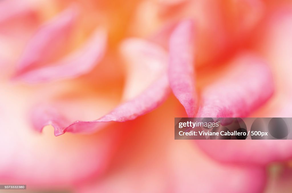 Macro on rose petals