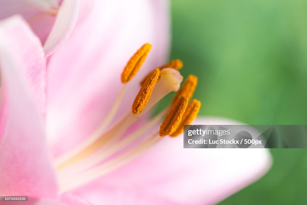 Pink Lilly