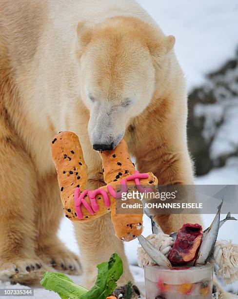 The world's most famous polar bear Knut eats his "birthday cake" on his fourth birthday in his snow-covered enclosure at the Tiergarten zoo in...