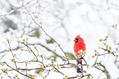 Closeup of fluffed, puffed up red male cardinal bird, looking, perched on sakura, cherry tree branch, covered in falling snow with buds, heavy snowing, cold snowstorm, storm, Virginia