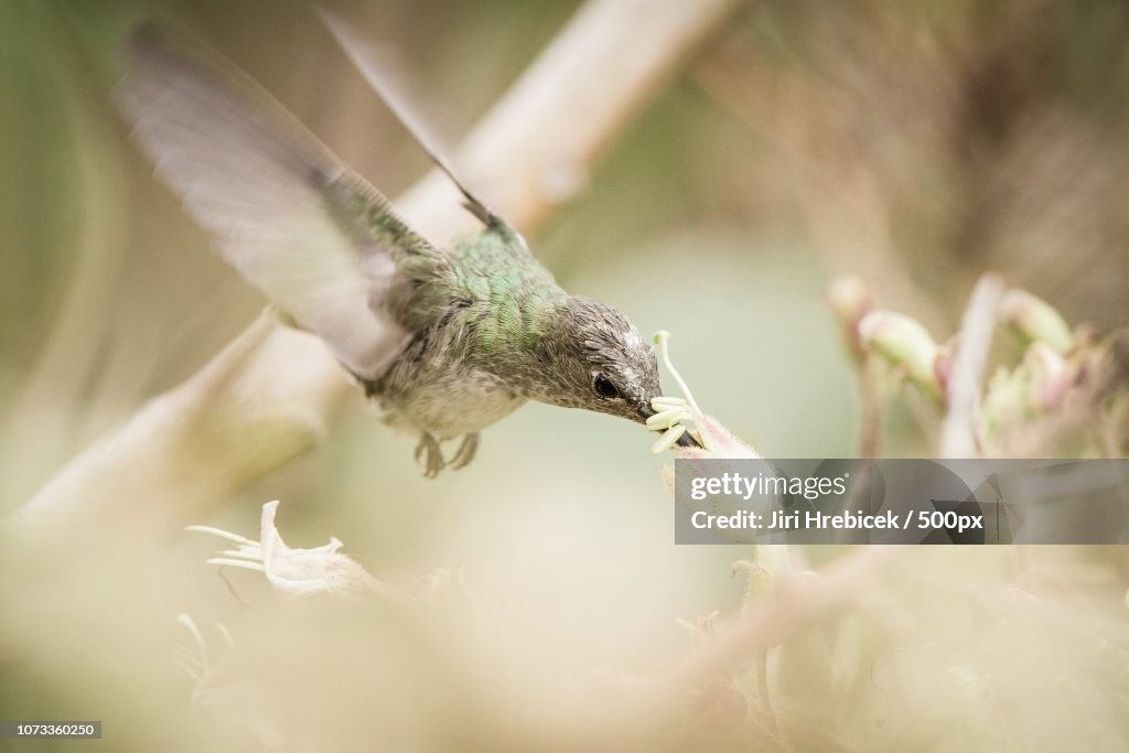 White-and-green hummingbird