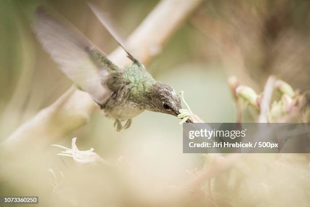 Whiteandgreen Hummingbird High-Res Stock Photo