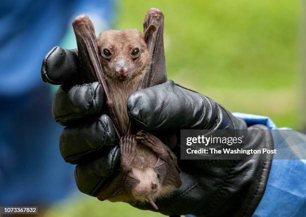 Fruit bat captured by CDC scientists Brian Amman and Jonathan Towner in Queen Elizabeth National Park on August 25, 2018. The scientists glued small...