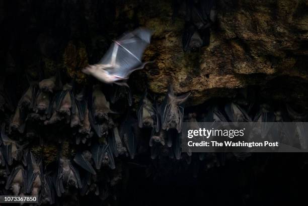 Bats congregate in the Bat Cave in Queen Elizabeth National Park on August 24, 2018. CDC scientists Brian Amman and Jonathan Towner placed GPS...
