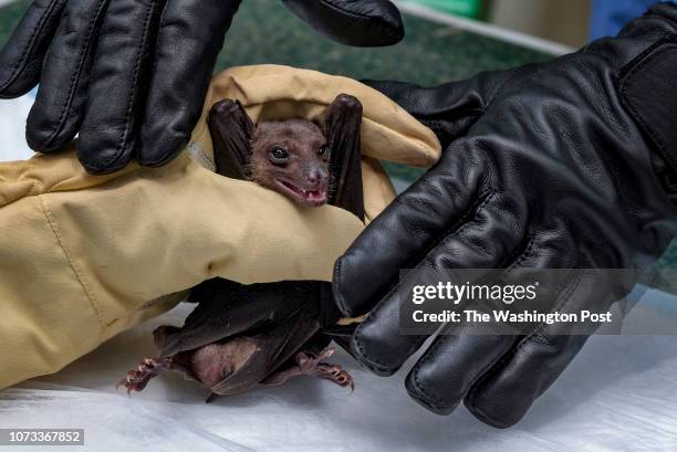 Fruit bat captured by CDC scientists Brian Amman and Jonathan Towner in Queen Elizabeth National Park on August 24, 2018. The scientists glued small...