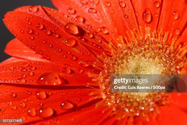 flores con gotas de agua - gotas agua bildbanksfoton och bilder