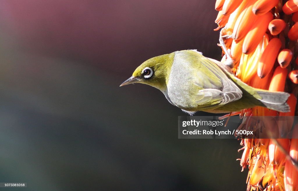 Silvereye on aloe flower