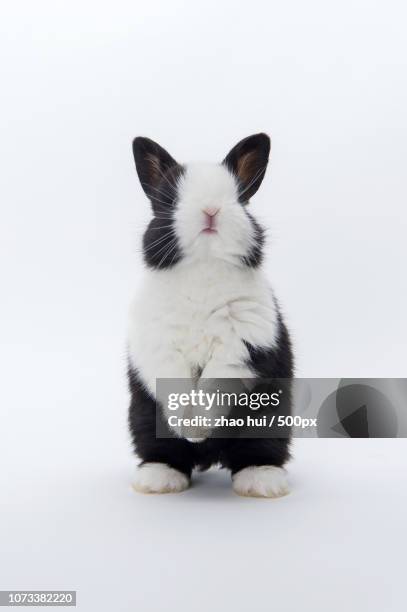 Pygmy Rex Rabbit 40 Pygmy Rabbit Stock Photos, High-Res Pictures, and Images - Getty Images