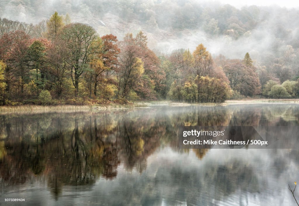 Misty Yew Tree Tarn