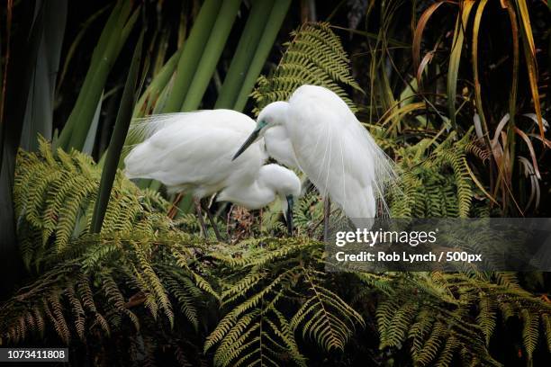 pair of white herons (nz) nesting - rob heron stock pictures, royalty-free photos & images