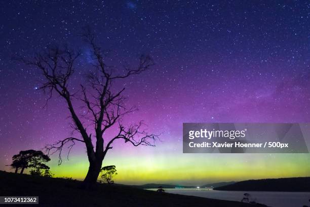 eucalypt and aurora - aurora australis stock pictures, royalty-free photos & images