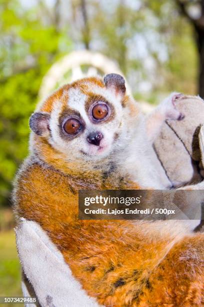Loris Hand 27 Pygmy Slow Loris Stock Photos, High-Res Pictures, and Images - Getty ...