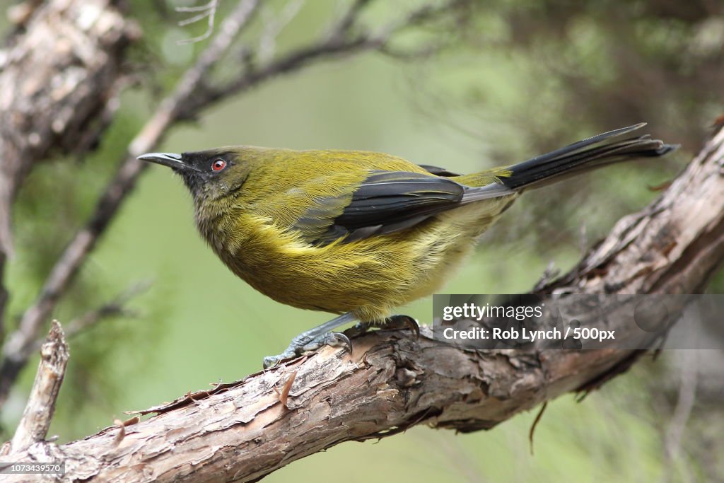 Bellbird