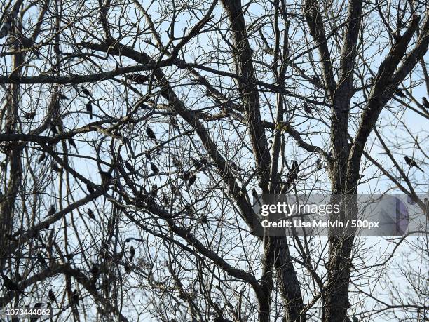 Cawing Rooks Cawing Photos and Premium High Res Pictures - Getty Images