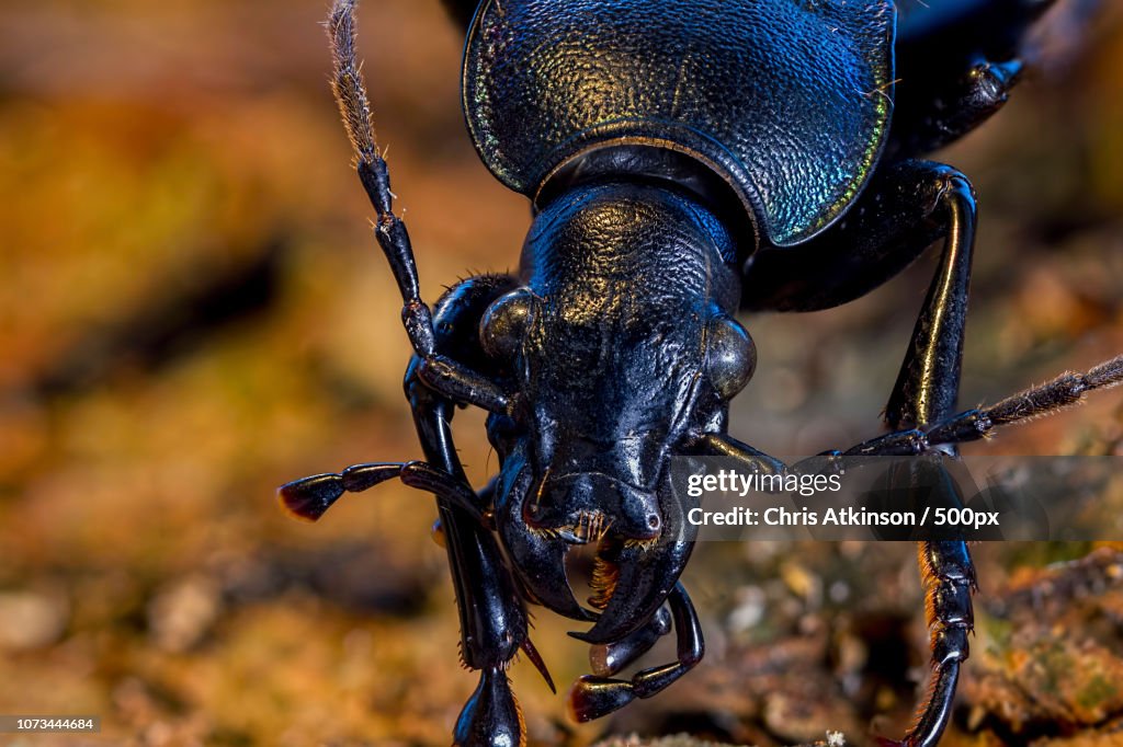 Violet Ground Beetle