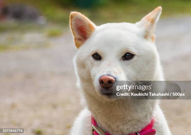 eye - shiba inu - https://500px.com/photo/132360141/ - koukichi dog stock-fotos und bilder