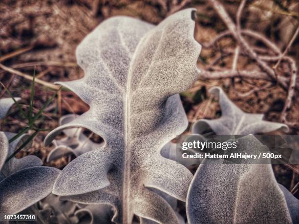 silver leaves - marine flatworm stock pictures, royalty-free photos & images
