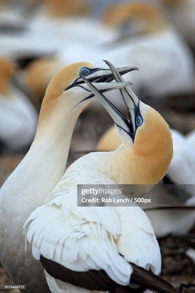 Reunion of Australasian gannet pair