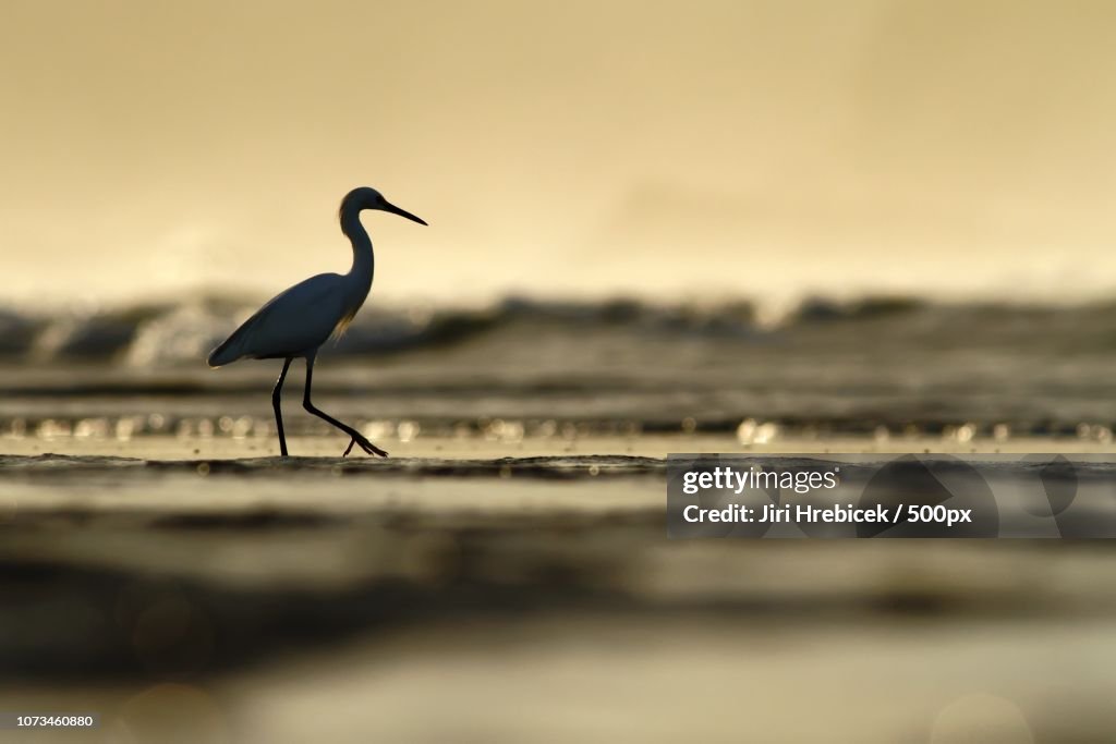 Egret in the Sunrise