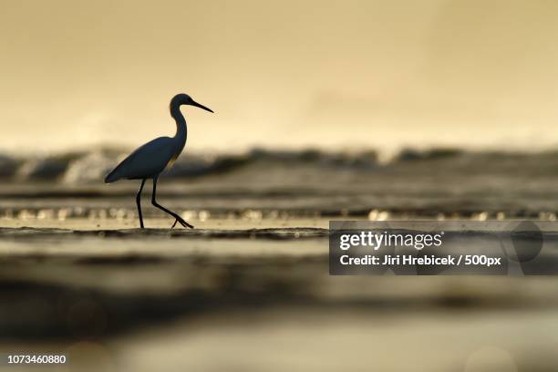 Egret In The Sunrise High-Res Stock Photo