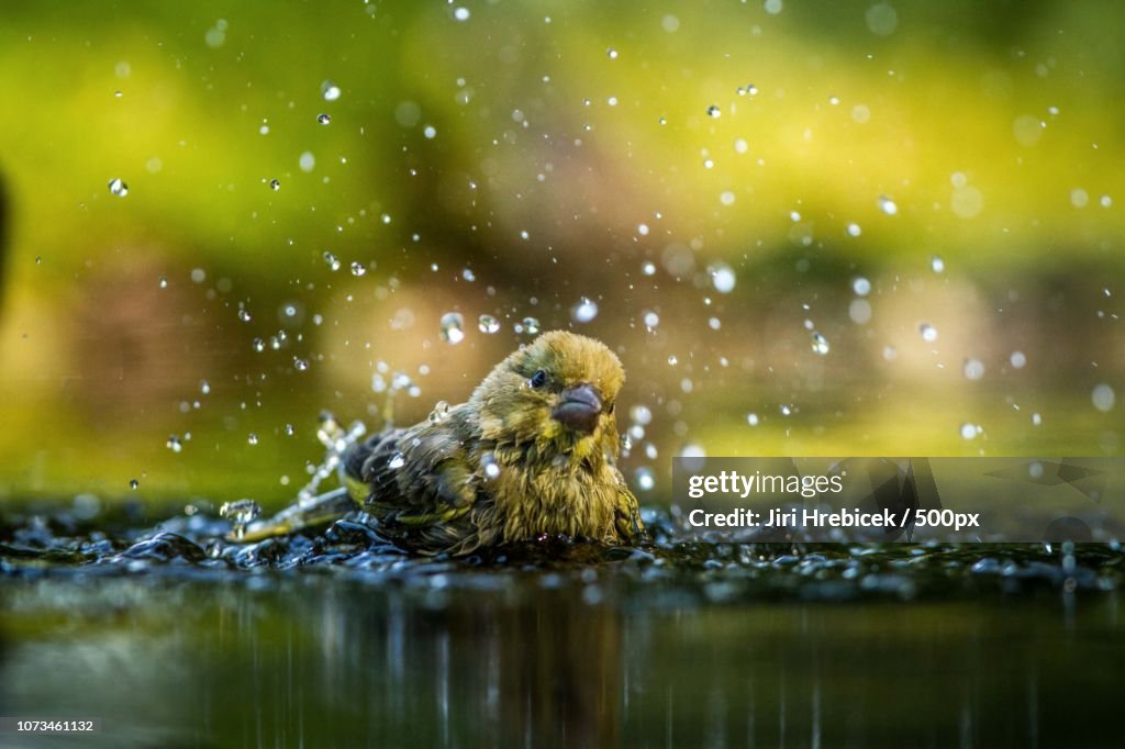 European Greenfinch