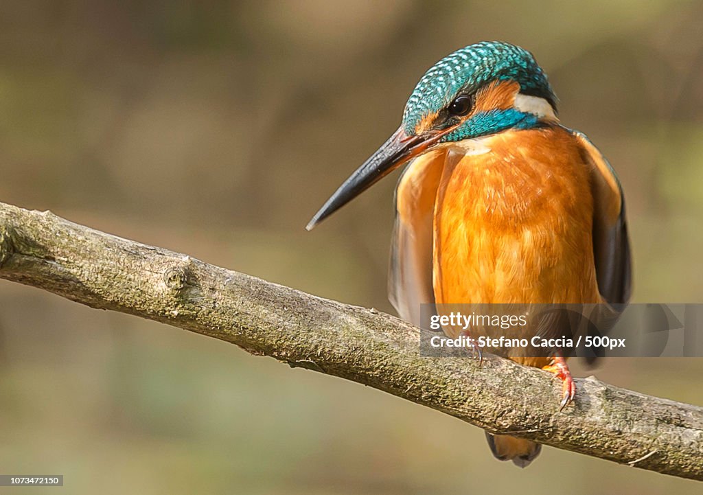 The Queenfisher