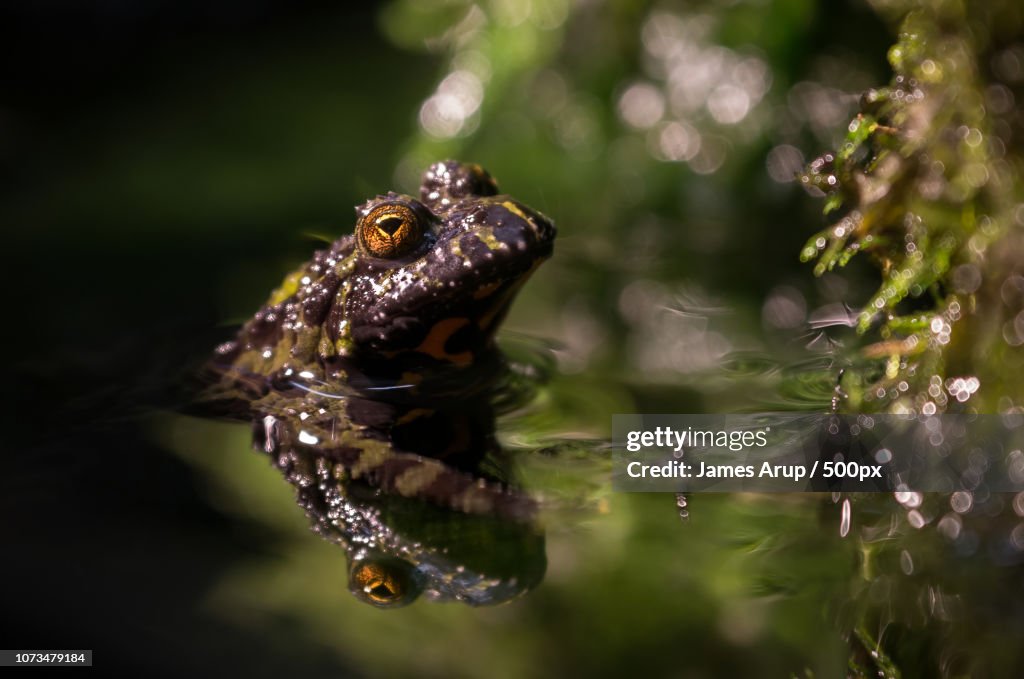 Fire-Bellied Toad