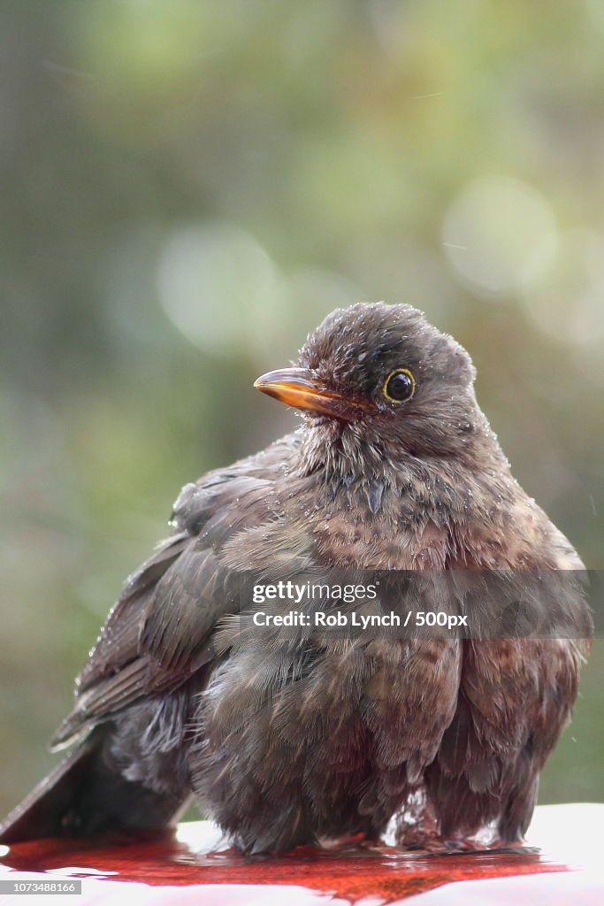 Female blackbird bathes in water feature