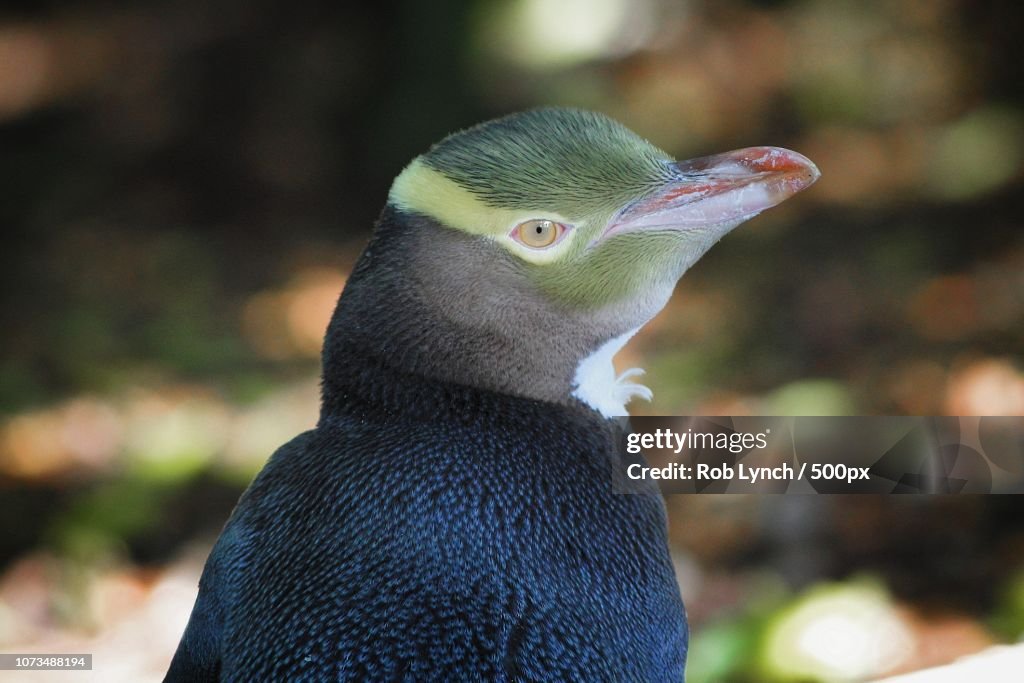 Portrait of an endangered yellow-eyed penguin
