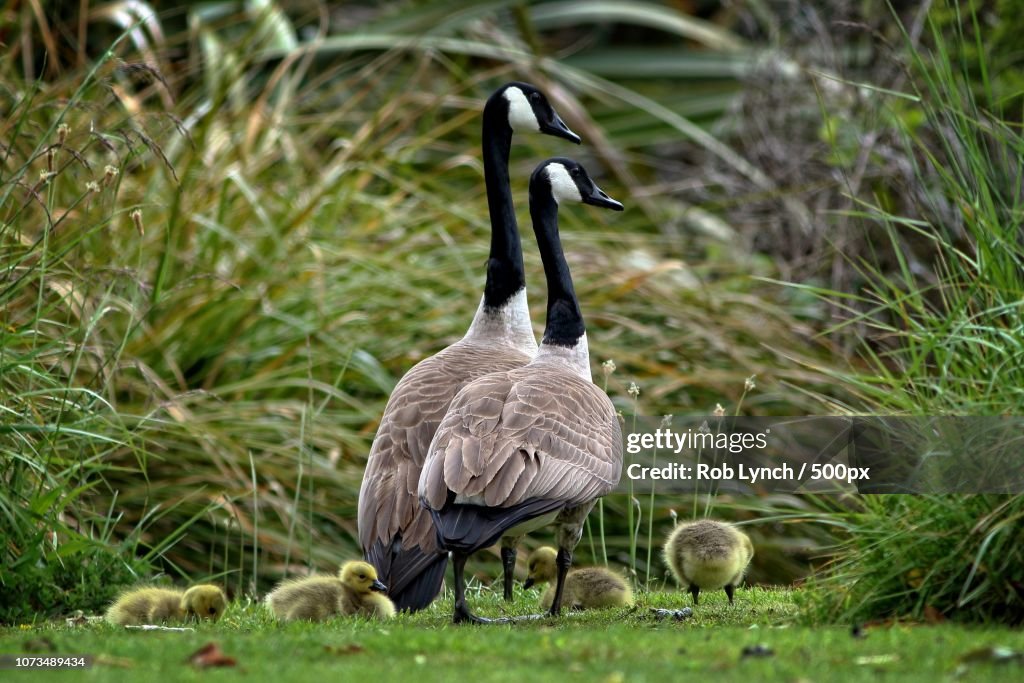 A family of Canada geese